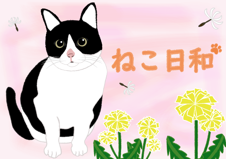 ハチワレ猫